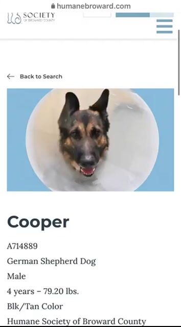 Animate shelter dog photo into adoption advertisement