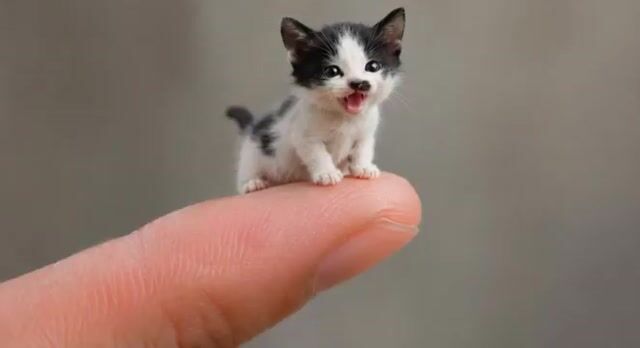 Miniature Sachet Sized Kitten Video