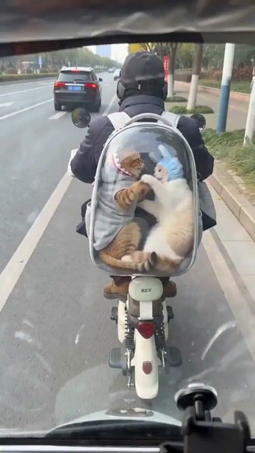 Seedance 2.0 Video Prompt: Cats on a Scooter